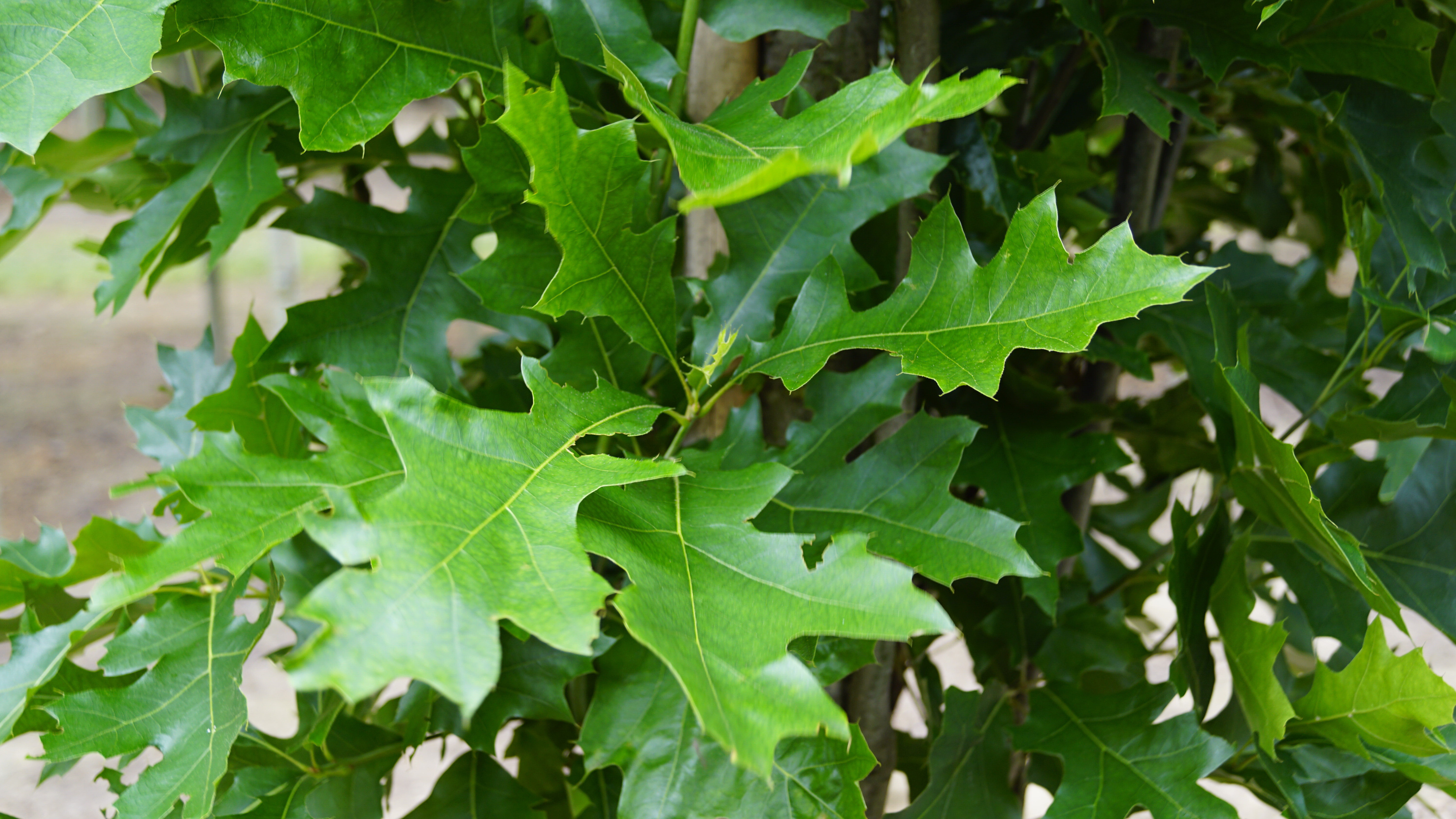 Quercus palustris 'Pringreen' (1)